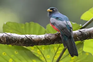 Trogon Prints: Choco Trogon (Trogon comptus)