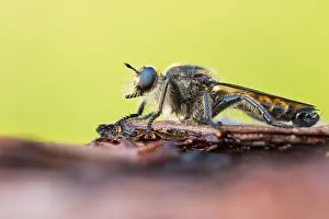 Raubfliegen Prints: Choerades ignea