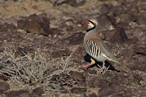 Red Beak Prints: Chukar, Alectoris chukar