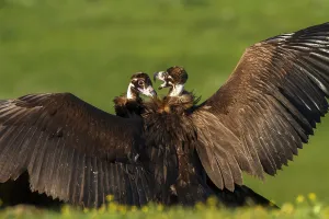 Images Dated 13th March 2013: Cinereous Vulture