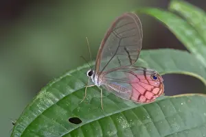 2024 Prints: Cithaerias pireta