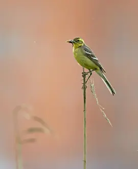 Motacilla Prints: Citroenkwikstaart, Citrine Wagtail, Motacilla citreola
