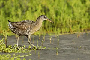 Images Dated 17th April 2017: Clapper Rail, Rallus crepitans