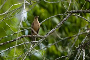 Costa Rica Prints: A clay-colored thrush or robin