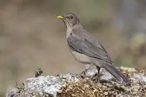 January Prints: Clay-colored Thrush (Turdus grayi)