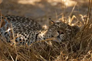 Khwai Concession Prints: Close up of a leopard, Panthera pardus
