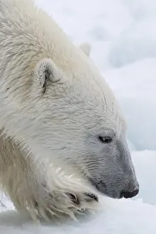 Norway Prints: Close up of a polar bear, Ursus maritimus