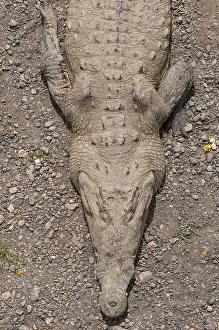 Images Dated 3rd March 2013: Close up portrait of an American crocodile