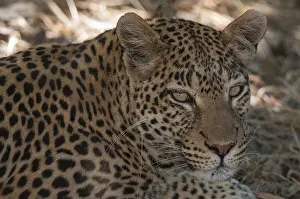 Khwai Concession Prints: Close up portrait of a leopard