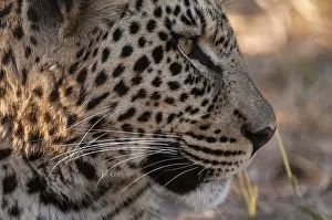 Images Dated 1st June 2009: Close up portrait of a leopard