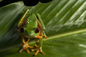 Amphibian Prints: Close up portrait of a red-eyed tree frog