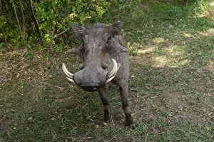 Images Dated 8th October 2009: A close up portrait of a warthog