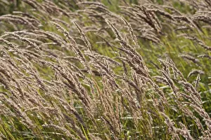 Images Dated 7th August 2006: Close up of reedbed
