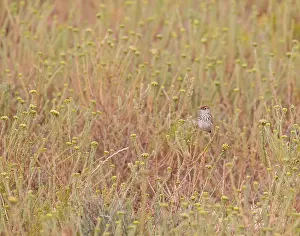 Images Dated 8th November 2016: Cloud Cisticola, Cisticola textrix