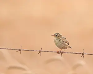 Images Dated 8th November 2016: Cloud Cisticola, Cisticola textrix