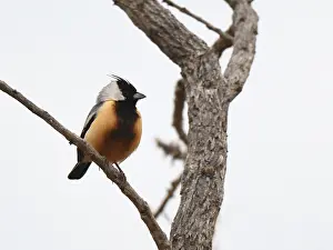 Images Dated 28th August 2022: Coal-crested Finch, Charitospiza eucosma