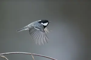 Images Dated 21st December 2014: Coal Tit, Parus caereleus