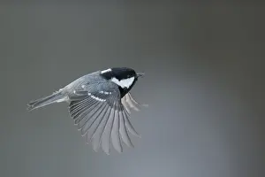 Images Dated 21st December 2014: Coal Tit, Parus caereleus