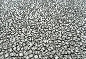 Images Dated 18th July 2017: Coast of Wadden Sea near Lauwersmeer, Friesland, Netherlands