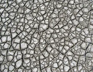 Images Dated 18th July 2017: Coast of Wadden Sea near Lauwersmeer, Friesland, Netherlands