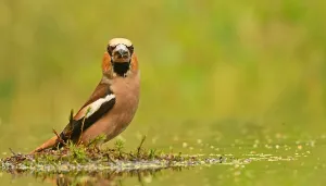 Images Dated 10th July 2020: Coccothraustes coccothraustes