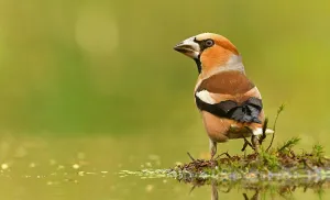 Images Dated 10th July 2020: Coccothraustes coccothraustes