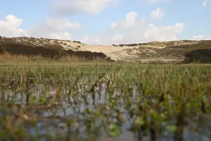 Duinlandschap Prints: Coepelduynen