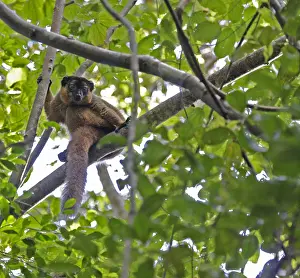 Primate Prints: Collared brown lemur, Eulemur collaris