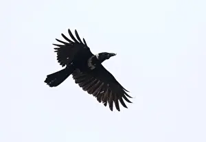 Torquatus Prints: Collared crow, Corvus torquatus