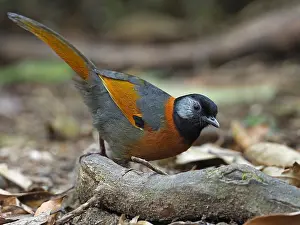 2019 Prints: Collared Laughingthrush, Trochalopteron yersini