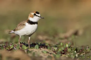 Images Dated 14th November 2012: Collared Plover, Anarhynchus collaris