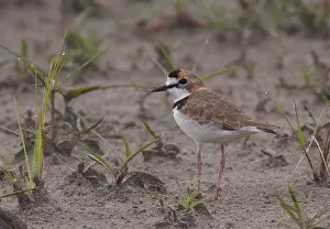 Images Dated 19th December 2008: Collared Plover, Charadrius collaris