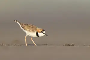 Images Dated 10th July 2021: Collared Plover, Charadrius collaris