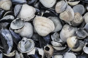 Peazemerlannen Prints: collection of shells