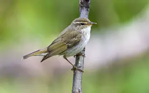 2016 Prints: Common Arctic Warbler, Seicercus borealis borealis