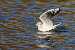Images Dated 29th February 2008: Common Black-headed Gull, Chroicocephalus ridibundus
