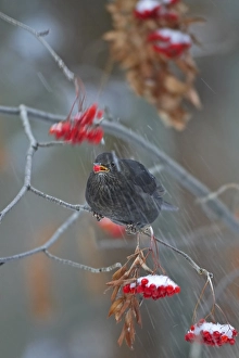 2002 Prints: Common Blackbird, Merel, Turdus merula
