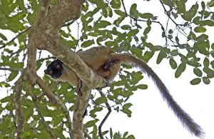 Eulemur Prints: Common brown lemur, Eulemur fulvus