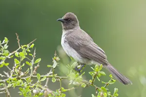 Pycnonotidae Prints: Common Bulbul