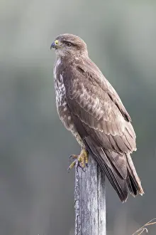 Images Dated 7th January 2018: Common Buzzard