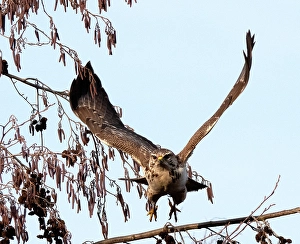 Images Dated 2nd December 2020: Common Buzzard; Buteo buteo
