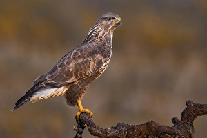 Images Dated 3rd December 2019: Common Buzzard, Buteo buteo