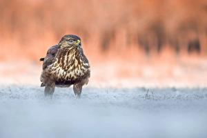 Images Dated 15th January 2022: Common Buzzard, Buteo buteo