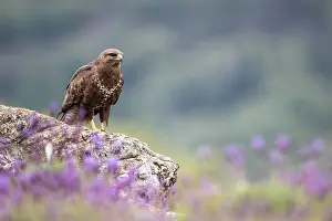 Country Prints: Common Buzzard, Buteo buteo