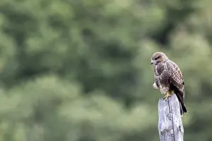 Country Prints: Common Buzzard, Buteo buteo