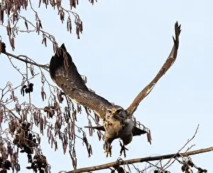 Buteo Prints: Common Buzzard, Buteo buteo