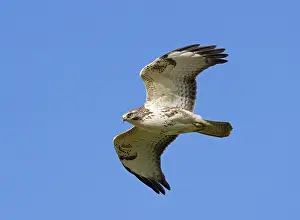 2023 Prints: Common Buzzard;Buteo buteo buteo