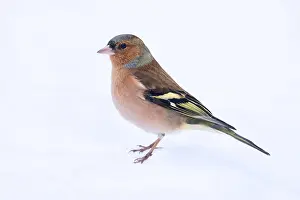Passerines Prints: Common Chaffinch