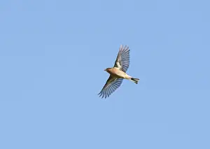 Images Dated 23rd September 2023: Common Chaffinch;Fringilla coelebs