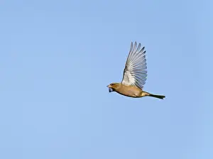 Images Dated 27th October 2021: Common Chaffinch;Fringilla coelebs